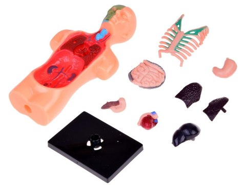 Zestaw edukacyjny Model anatomiczny CIAŁO CZŁOWIEKA + organy 11ele ZA5200