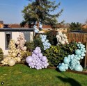 Balony lateksowe Kalisan AURA Beige Cream, beżowe, kremowe, 12cm, 50szt.
